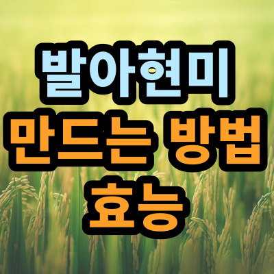 발아현미 만드는 방법 영양성분 및 효능 6가지 발아현미 만드는 방법 영양성분 및 효능 6가지
