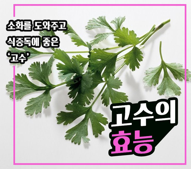  [약초건강] 고수는 소화와 숙면을 도와줘요! 고수의 효능은? With 고수의 부작용은?