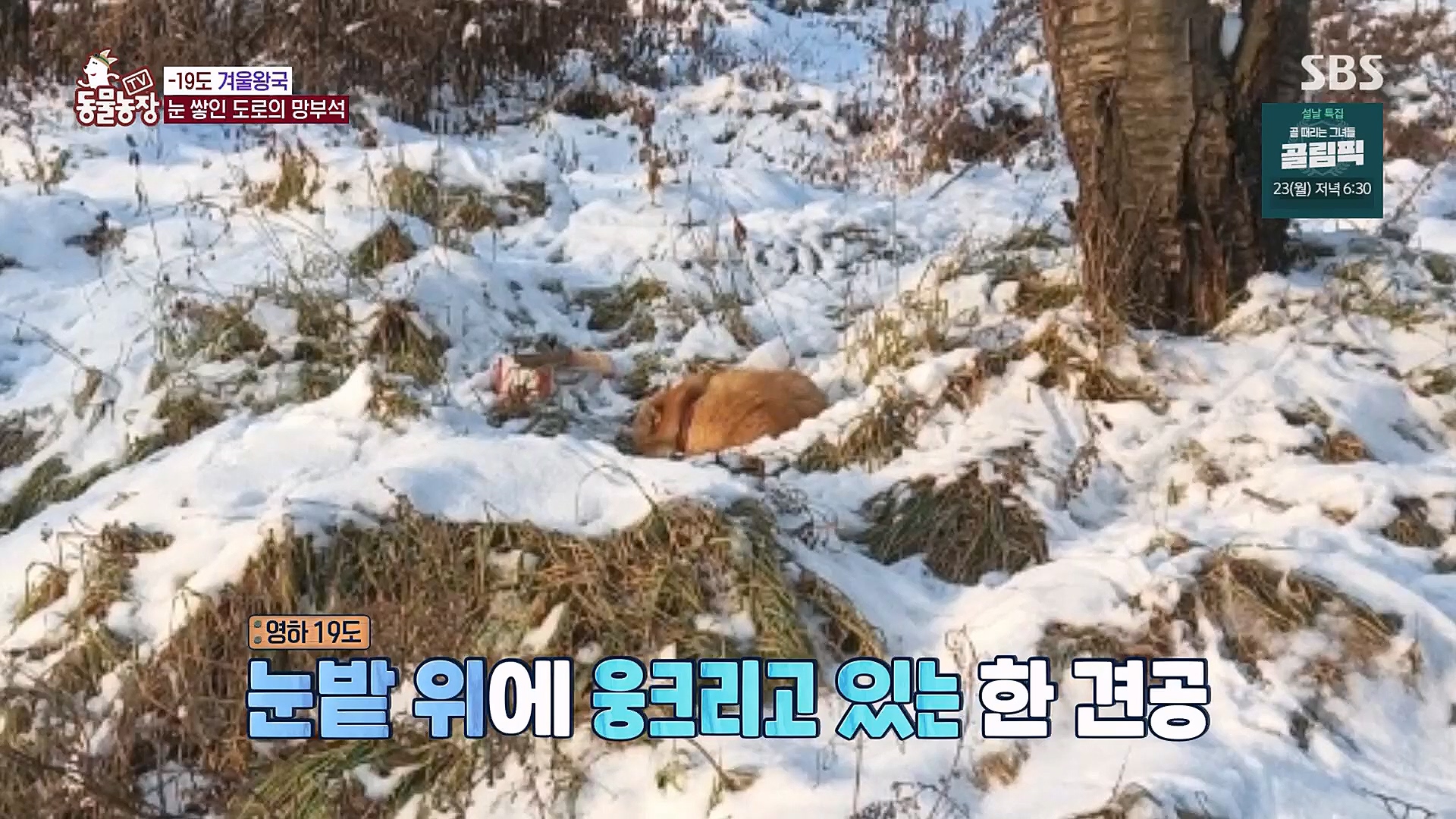 TV 동물농장.E1104.230115p.H264-F1RST.mp4_20230115_173212.887.jpg