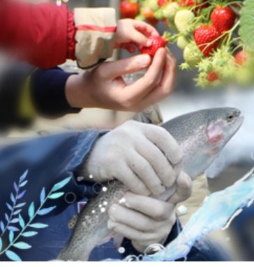 딸기송어축제