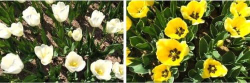 하얀색-흰색-노란색-튤립-튜울립-꽃말