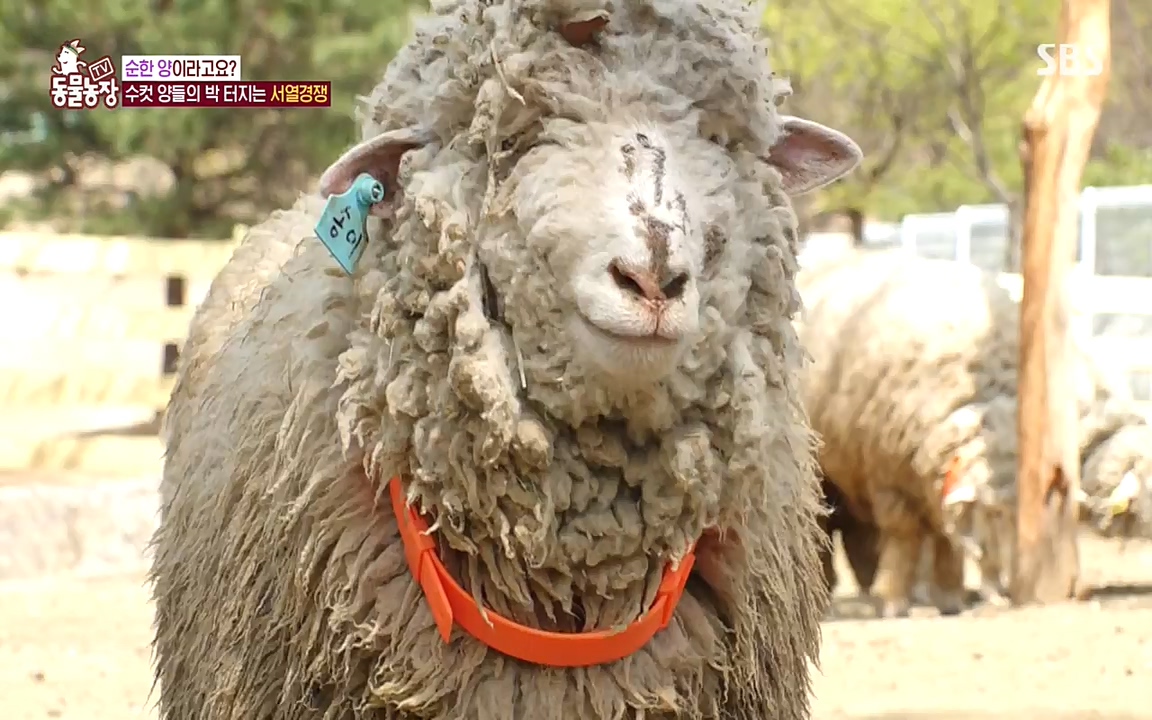 TV 동물농장.E1071.220530p-NEXT.mp4_20220529_174712.119.jpg