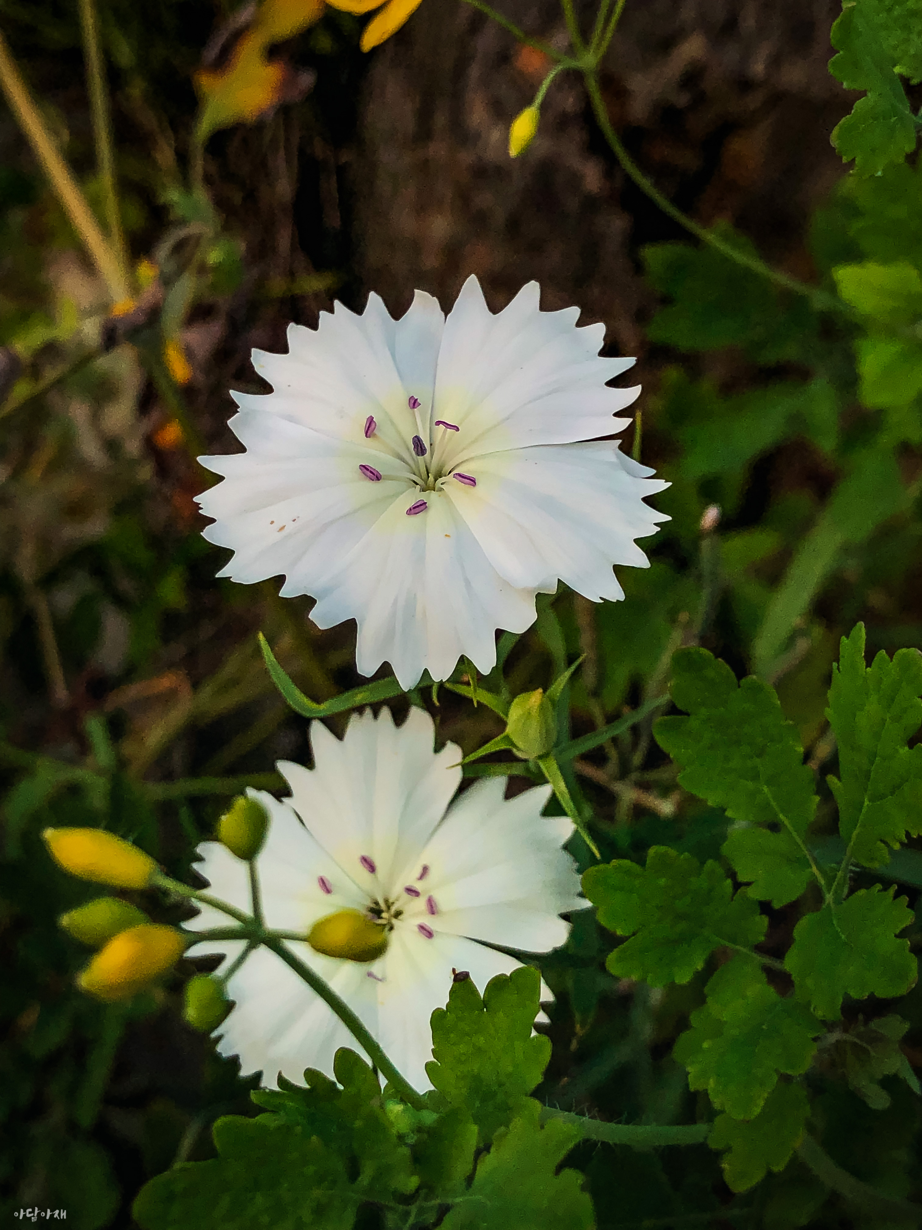 흰패랭이꽃