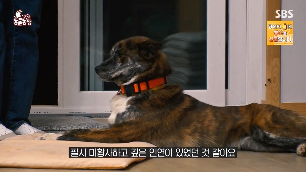 TV 동물농장.E1168.240422p-NEXT.mp4_20240421_170930.520.jpg