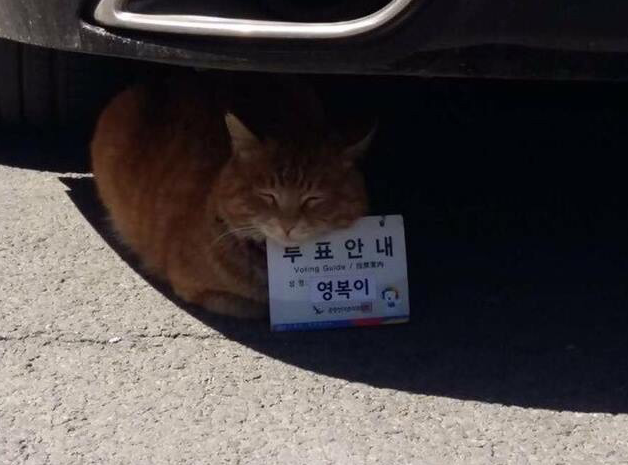 흔한 자원봉사묘 묘성.jpg