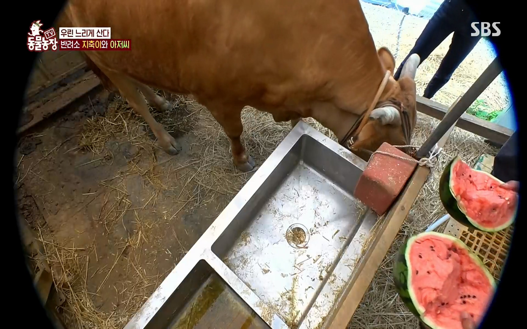 TV 동물농장.E1074.220619p.H264-F1RST.mp4_20220619_181405.696.jpg