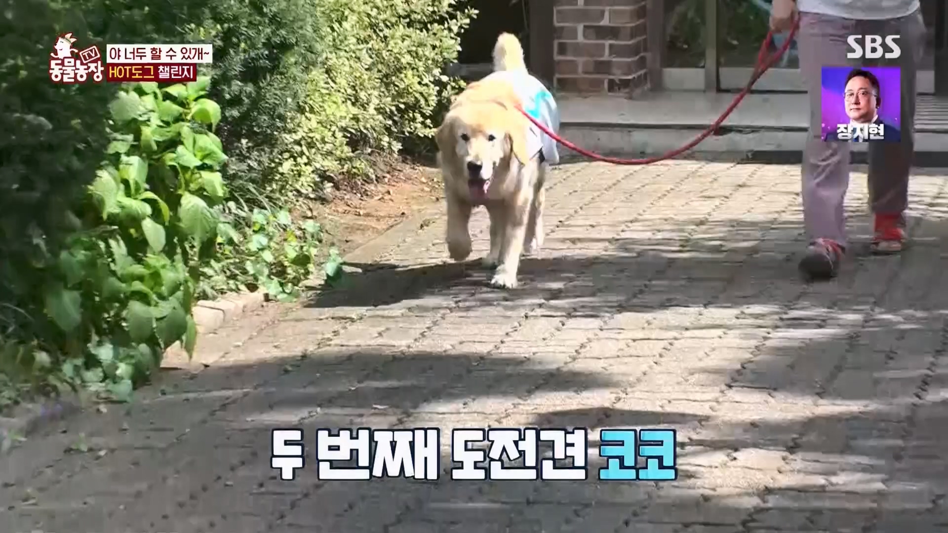 TV 동물농장.E1139.230924p.H264-F1RST.mp4_20230924_172325.980.jpg