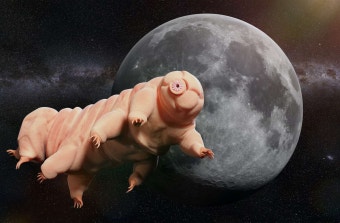 완보동물(물곰)