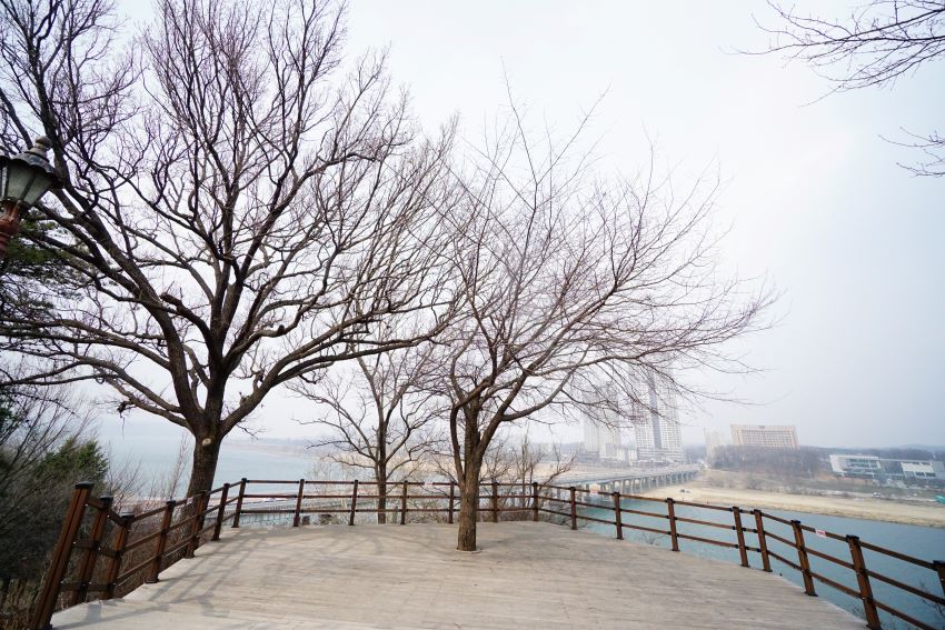 영월루 전망대에서 내려다 본 남한강, 강건너 풍경, 미세먼지로 휘뿌연 하늘, 앞을 가로 막고 있는 큰 나목 둘,