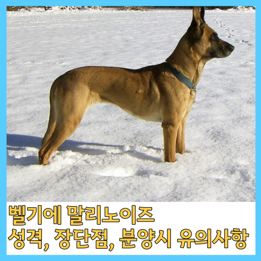 벨기에 말리노이즈 성격, 장단점, 분양시 유의사항