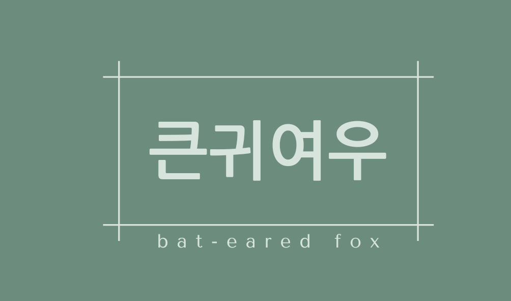 큰귀여우(bat-eared fox)