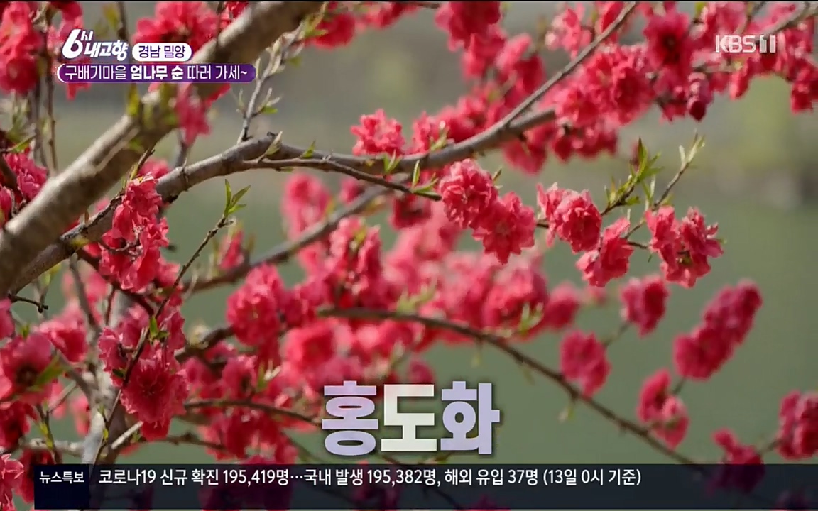 6시 내고향.E7510.220414p.H264-F1RST.mp4_20220419_182013.242.jpg