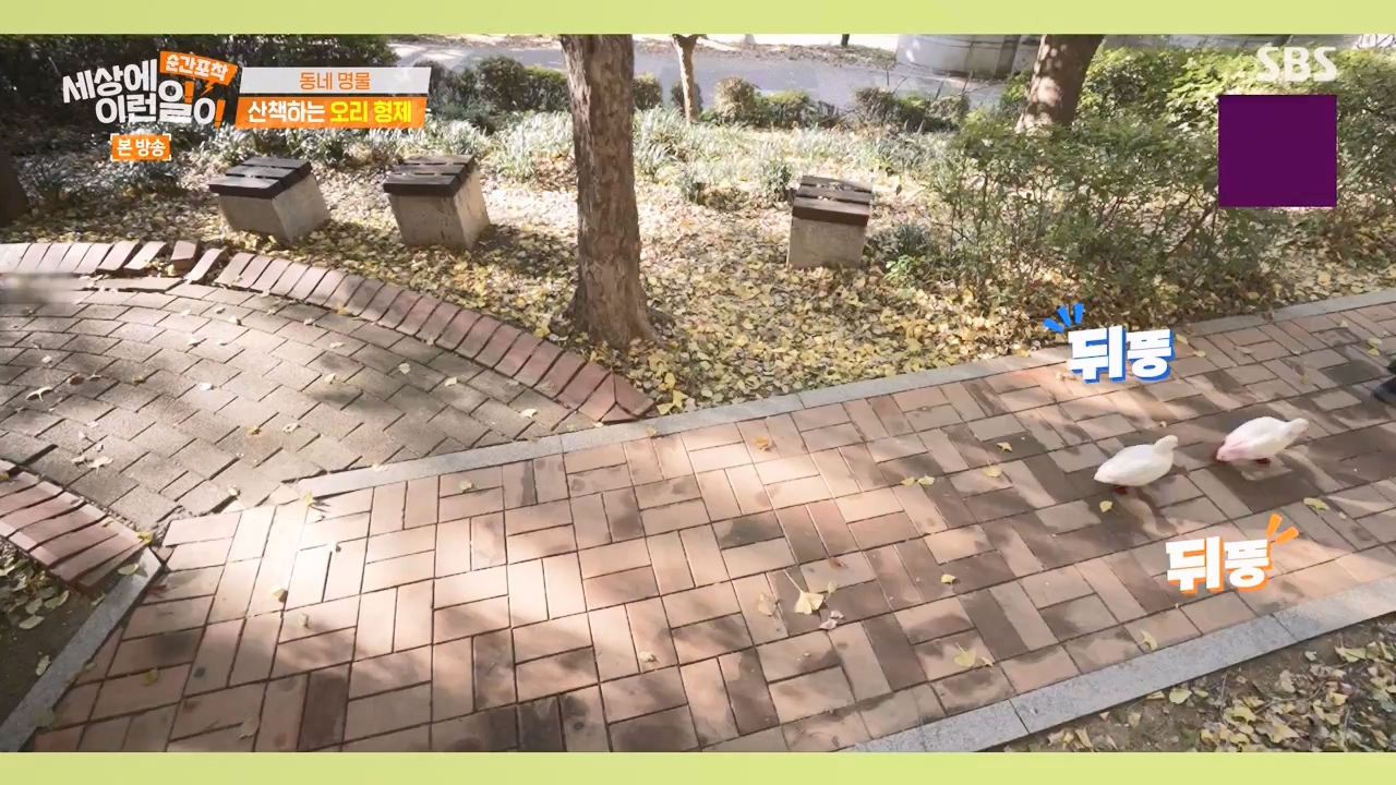순간포착 세상에 이런일이.E1254.231203p-NEXT.mp4_20231203_140536.682.jpg