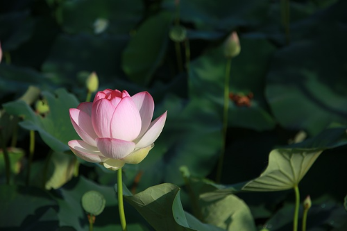 연잎차 효능 만드는법 카페인 부작용