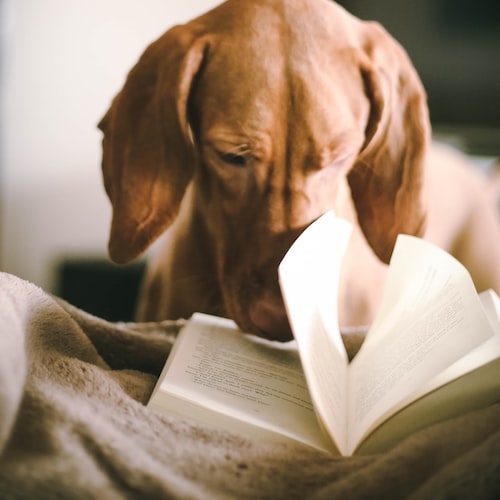 How to Choose the Right Pet Accessories for Your Pet