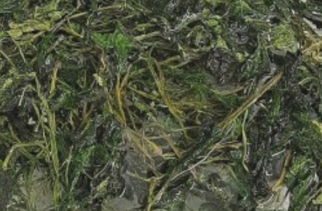 취나물 효능 부작용 알아보기 5