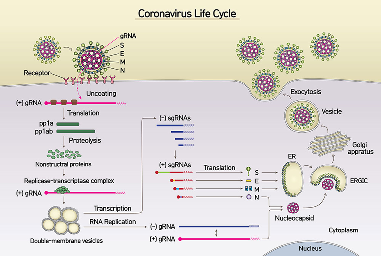 The life cycle of SARS-CoV-2