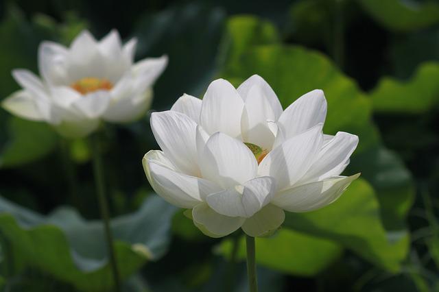 하얀연꽃