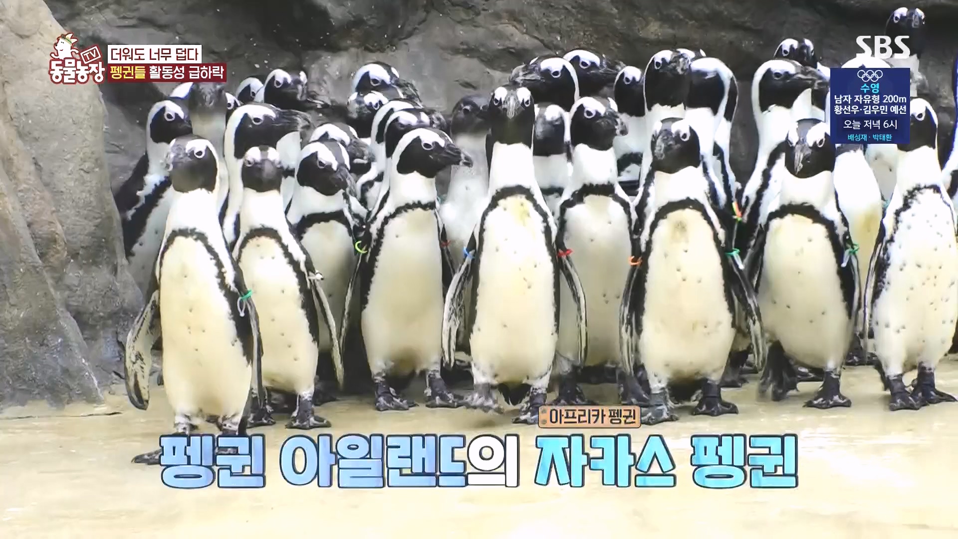 TV 동물농장.E1182.240728p.H264-F1RST.mp4_20240728_152539.868.jpg