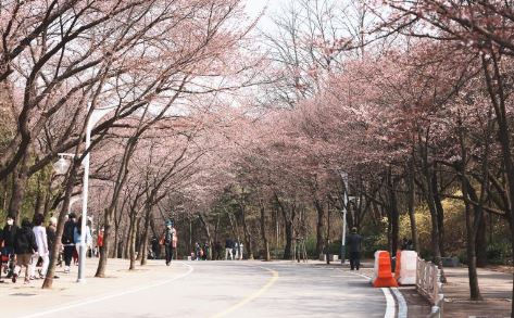 인천대공원-벚꽃길