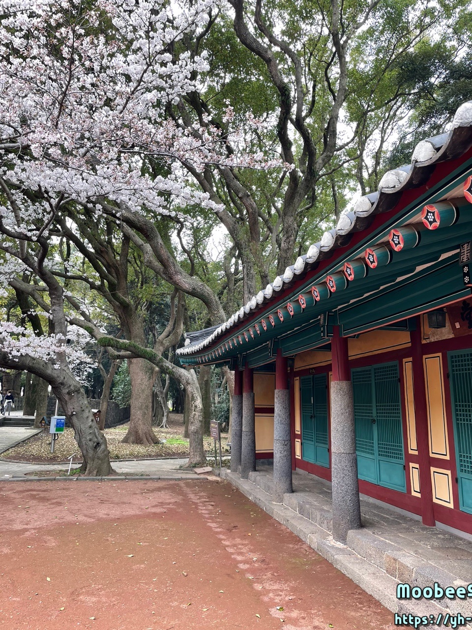 제주 삼성혈 벚꽃