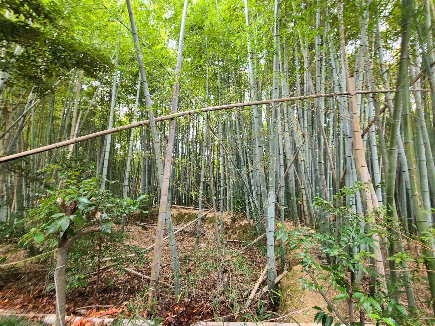 후시미이나리 신사 대나무숲