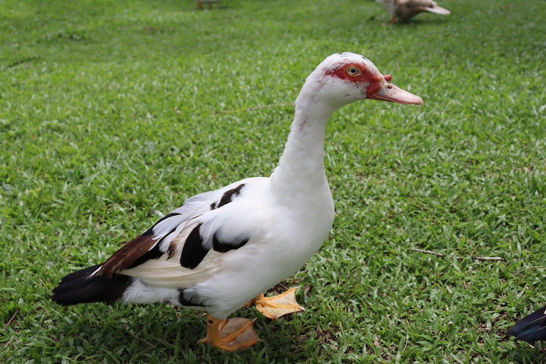 Han Duck-soo