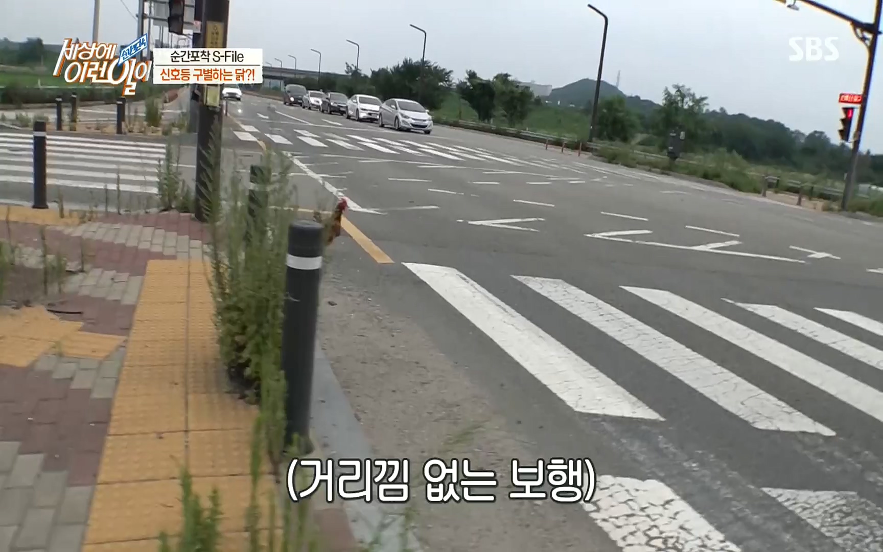 순간포착 세상에 이런일이.E1197p.H264-F1RST.mp4_20220914_202407.516.jpg