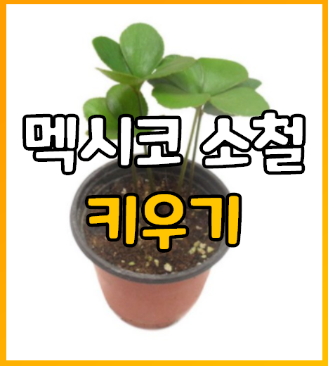  멕시코 소철 키우기 재배관리 방법 (햇빛, 온도, 병해충 등)