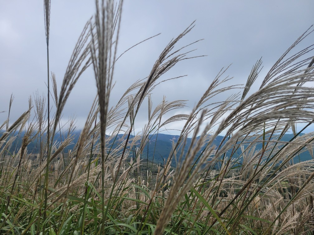 합천 황매산 억새 축제