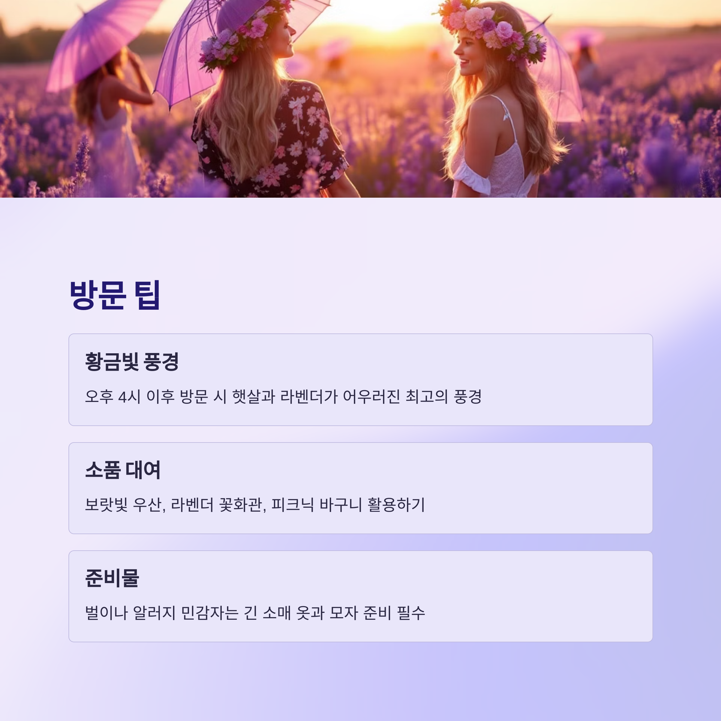 고창청농원 라벤더 축제 2025
