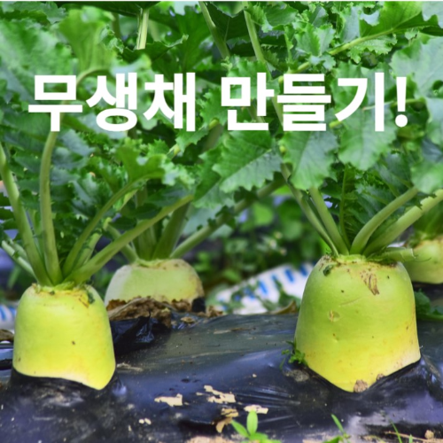 무생채 만들기 사진