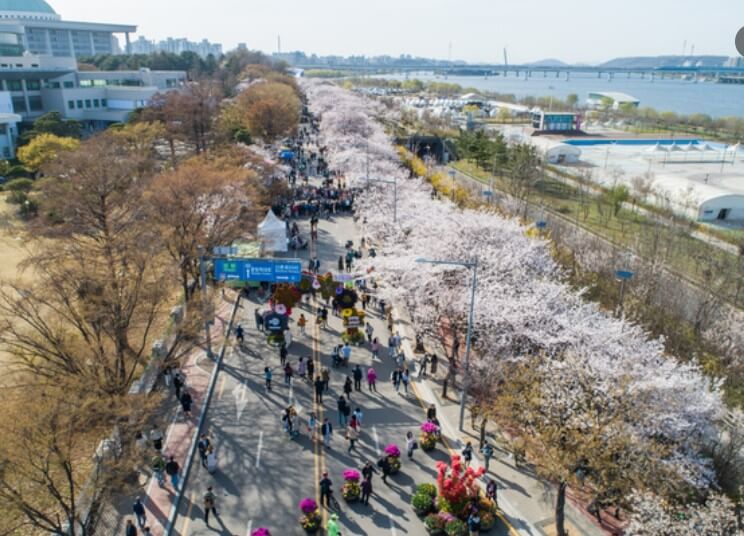 영등포 여의도 벚꽃 축제 전경