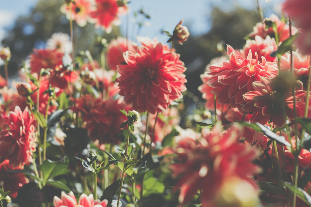Dahlia