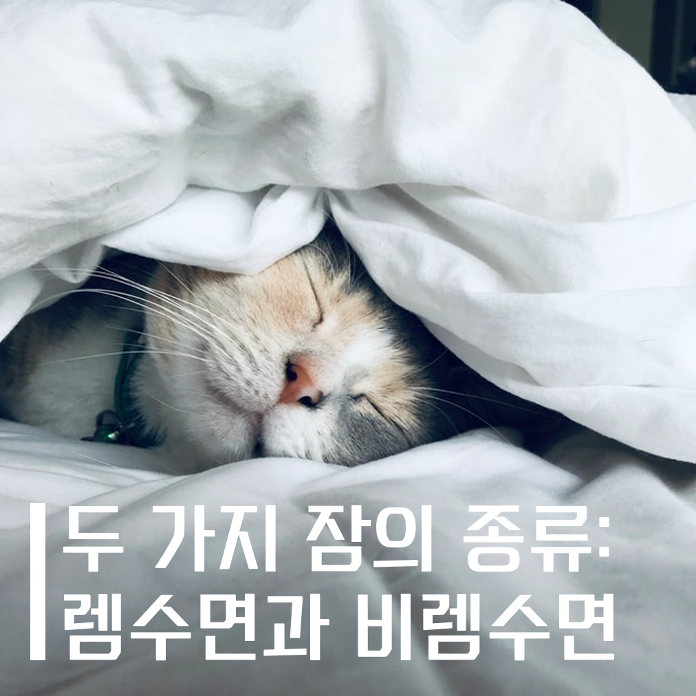  우리는 왜 잠을 자야 할까 (4) - 두 가지 잠의 종류: 렘수면과 비렘수면
