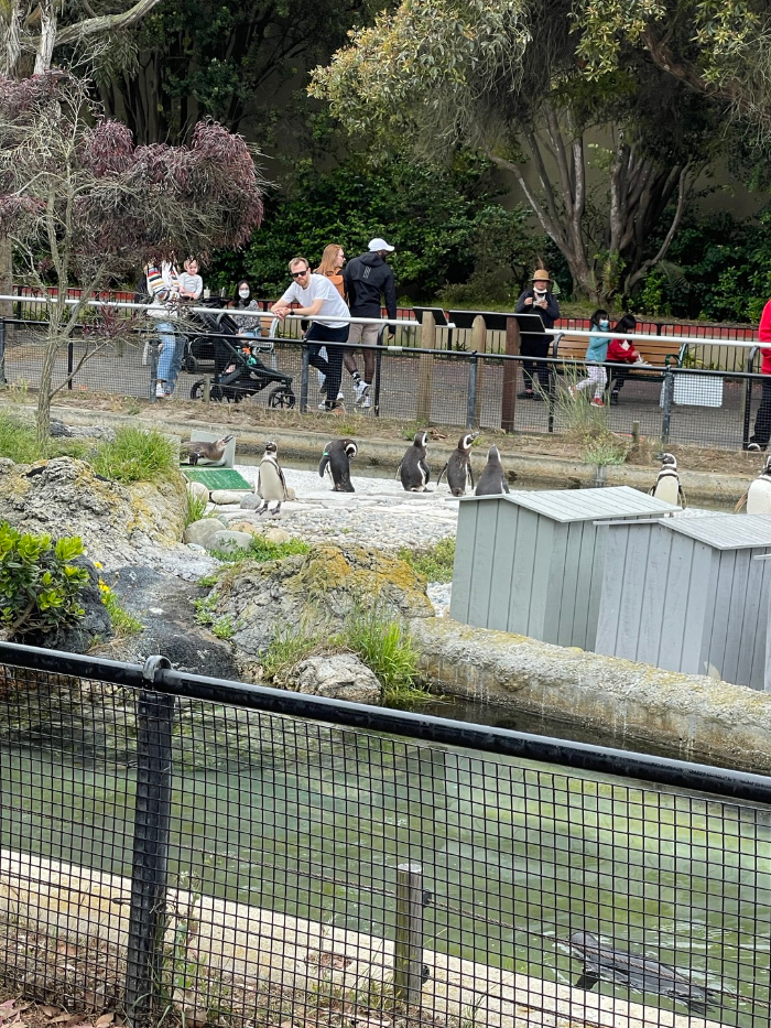 sf zoo penguins and people watching them