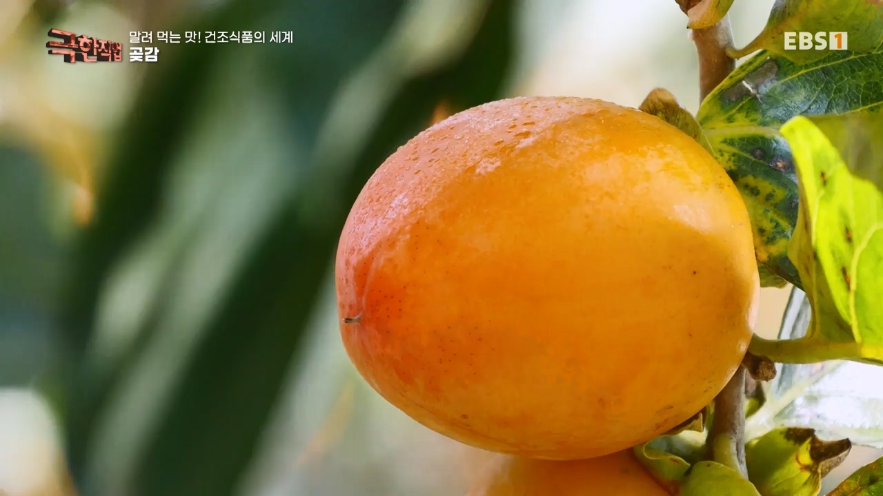 TV - 전 국민의 평생학교 EBS말려 먹는 맛! 건조식품의 세계.mp4_20231125_190723.554.jpg