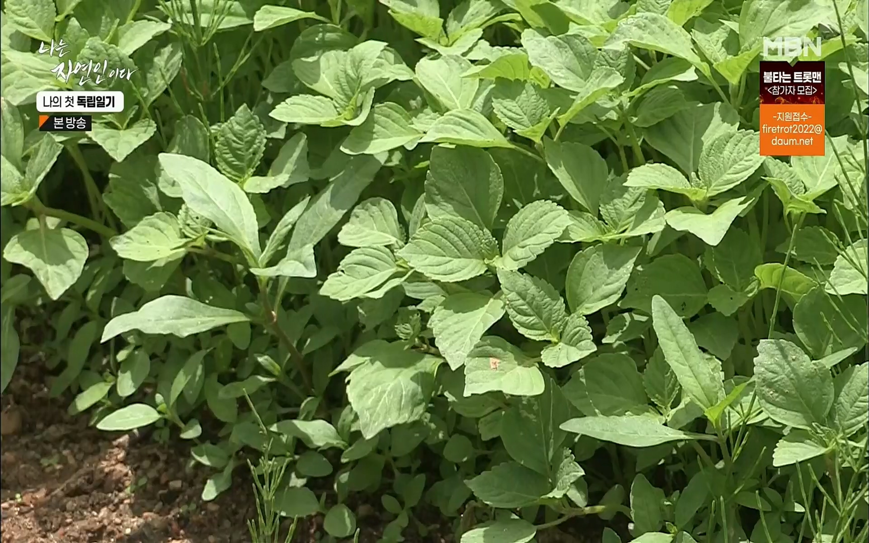 나는 자연인이다.E511.220720p.H264-F1RST.mp4_20220721_201105.528.jpg