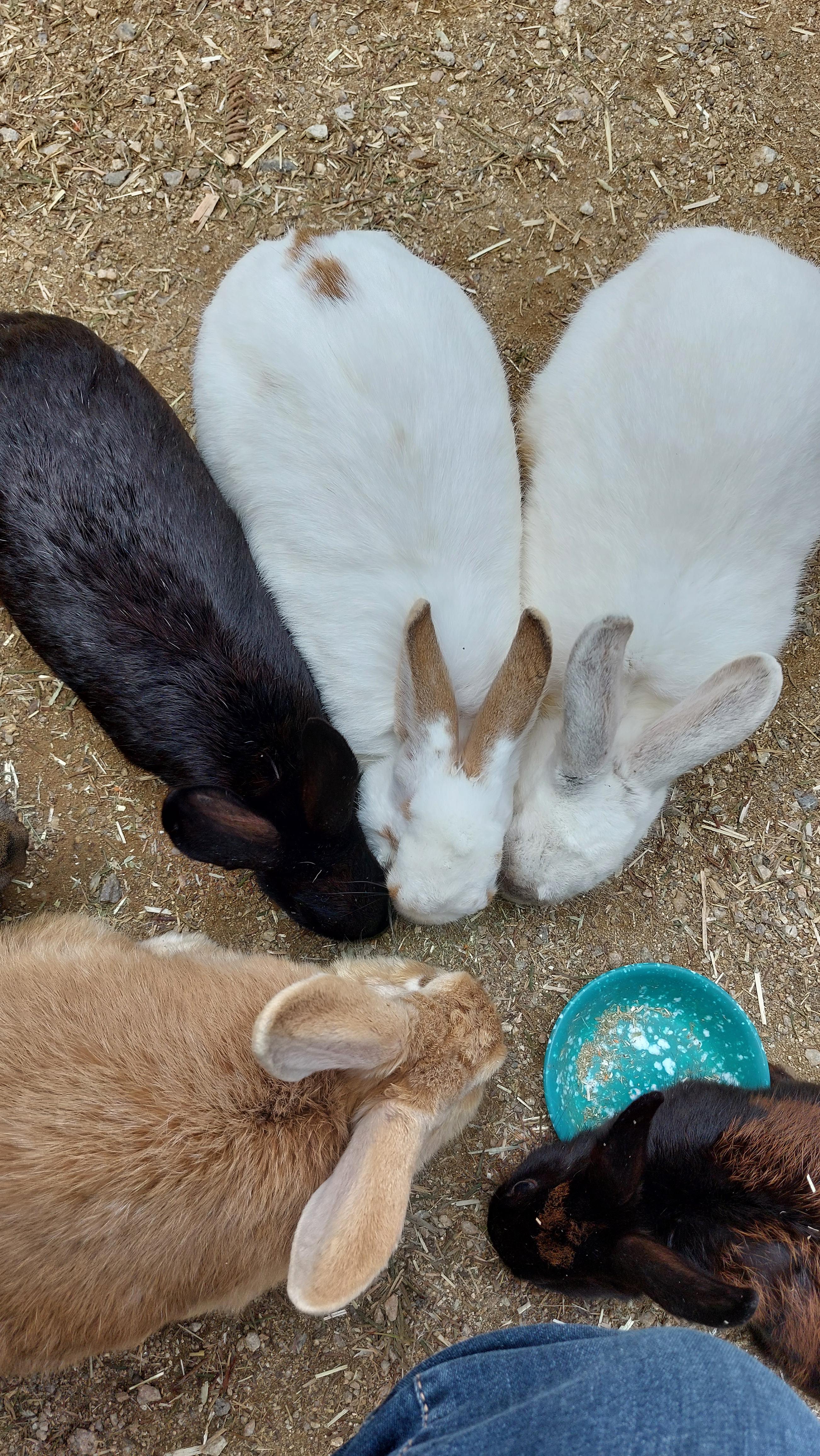 안성팜랜드 토끼 먹이 잘먹는다