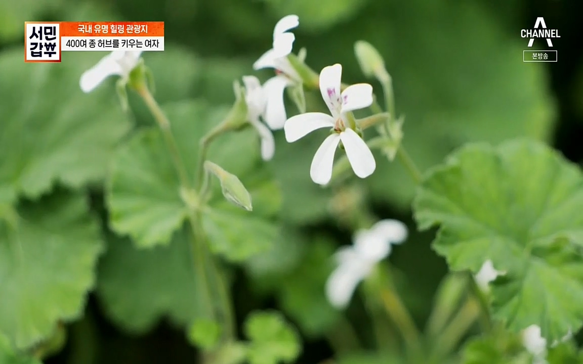 서민 갑부.E380.220424p-NEXT.mp4_20220424_182002.901.jpg