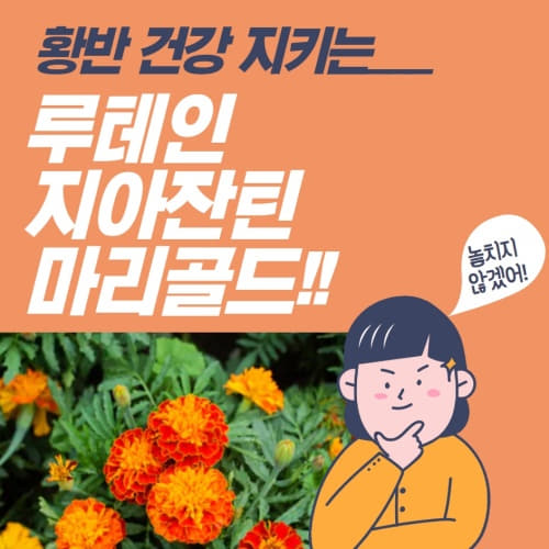 메리골드 (마리골드, 금잔화) 효능 루테인과 지아잔틴 풍부한 꽃차 가격은? 10