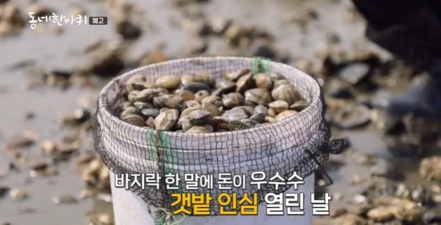 병술만-갯벌-바지락