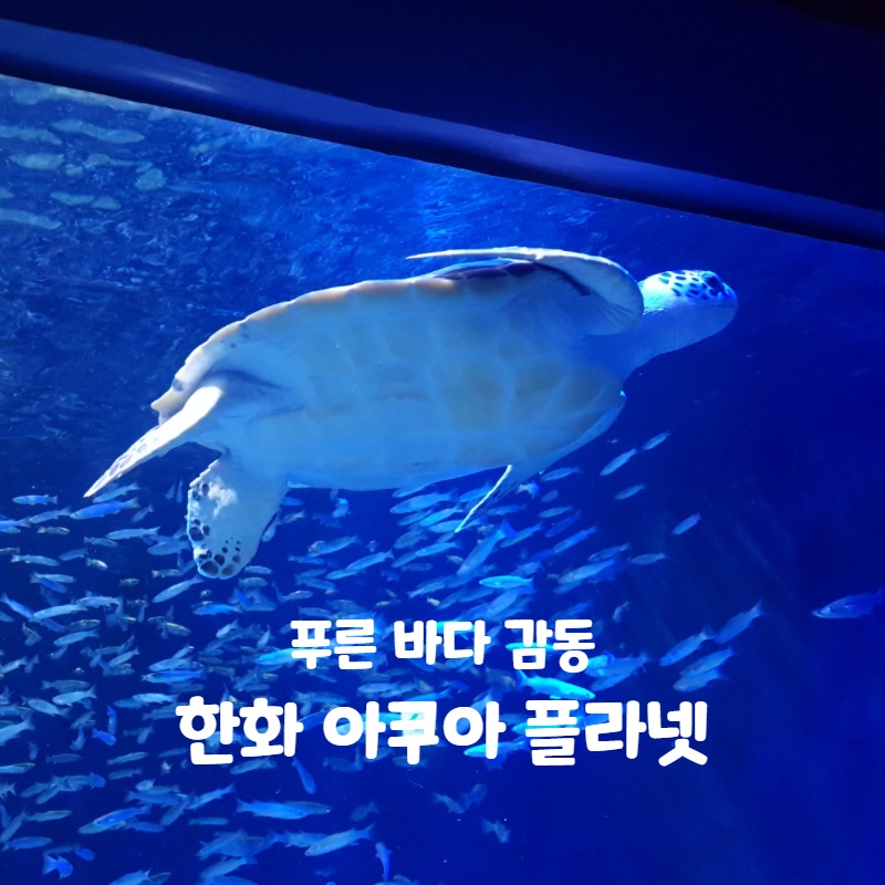  광교 갤러리아 백화점 2탄! 한화 아쿠아 플라넷!