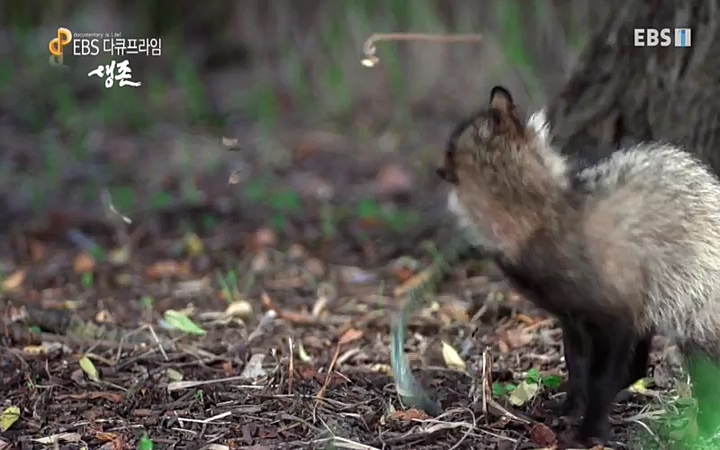 EBS 다큐프라임_ 220628.avi_20220629_210212.728.jpg