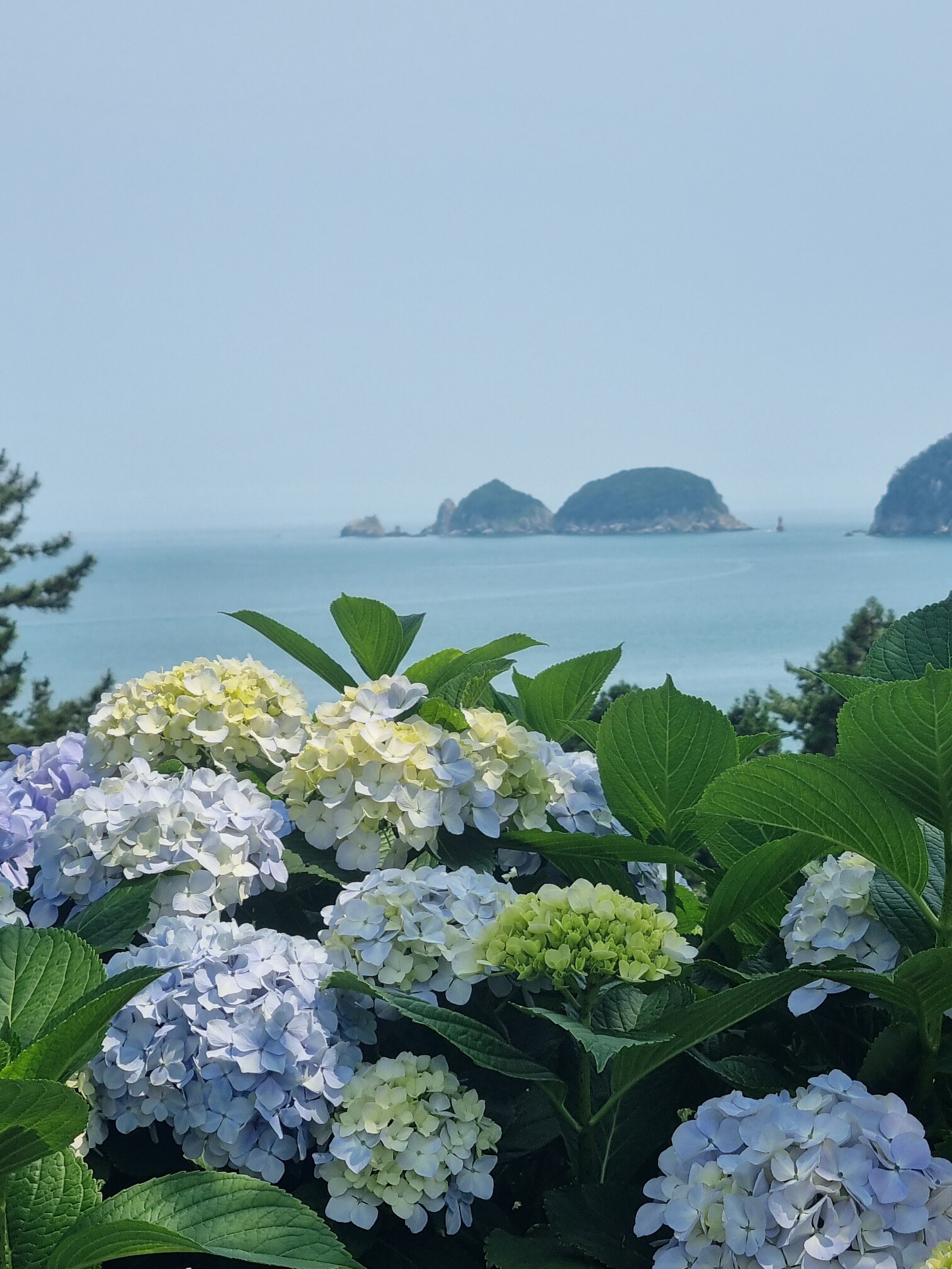 거제도 수국 명소 바다가 함께하는 여행
