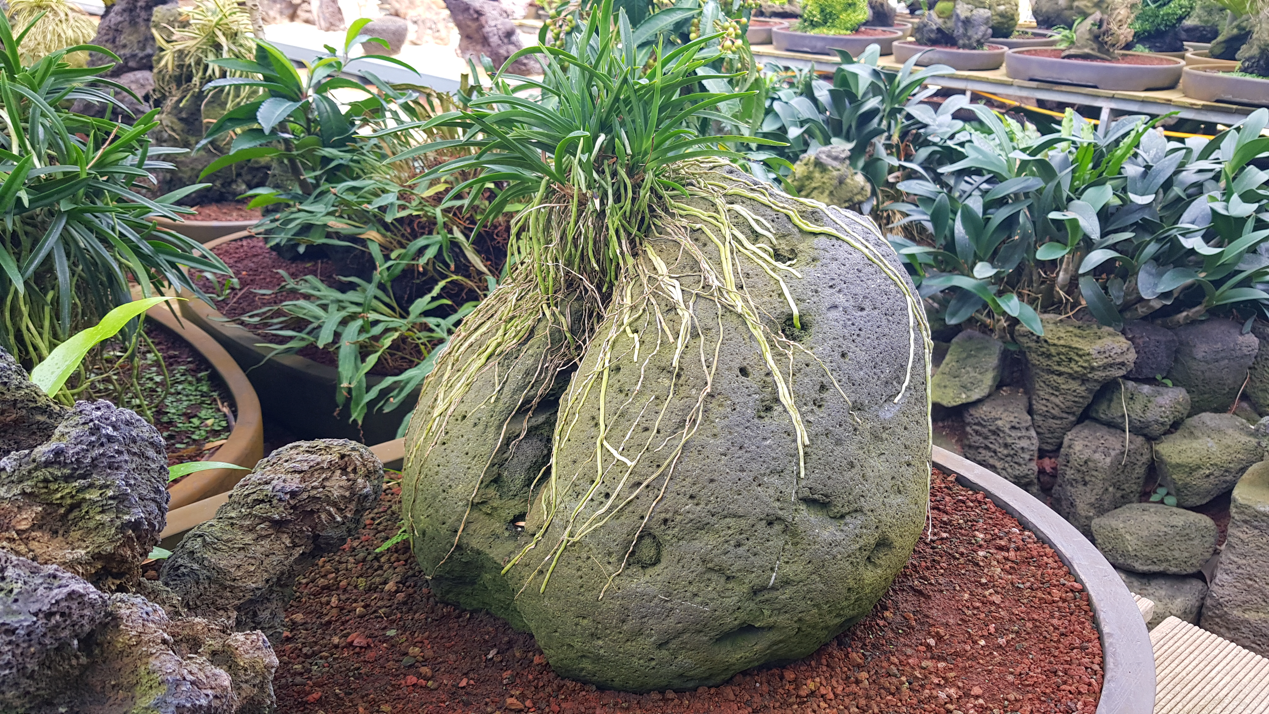 소엽풍란