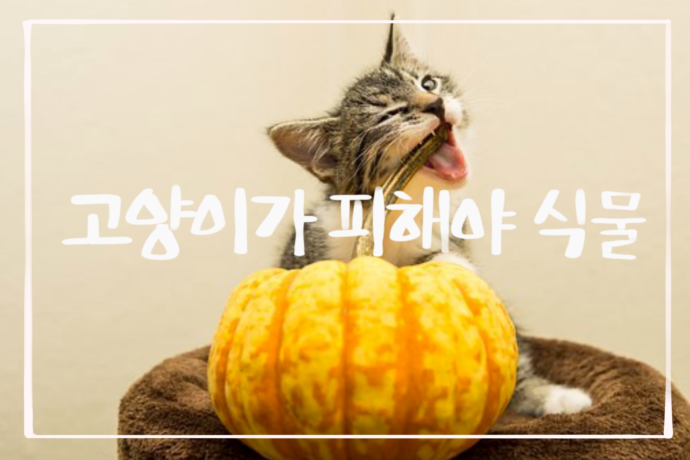  고양이가 절대 피해야할 모든 것 2부, “식물편”,”고양이가 먹을 수 있는 식물 ft.캣닢,개다래나무”