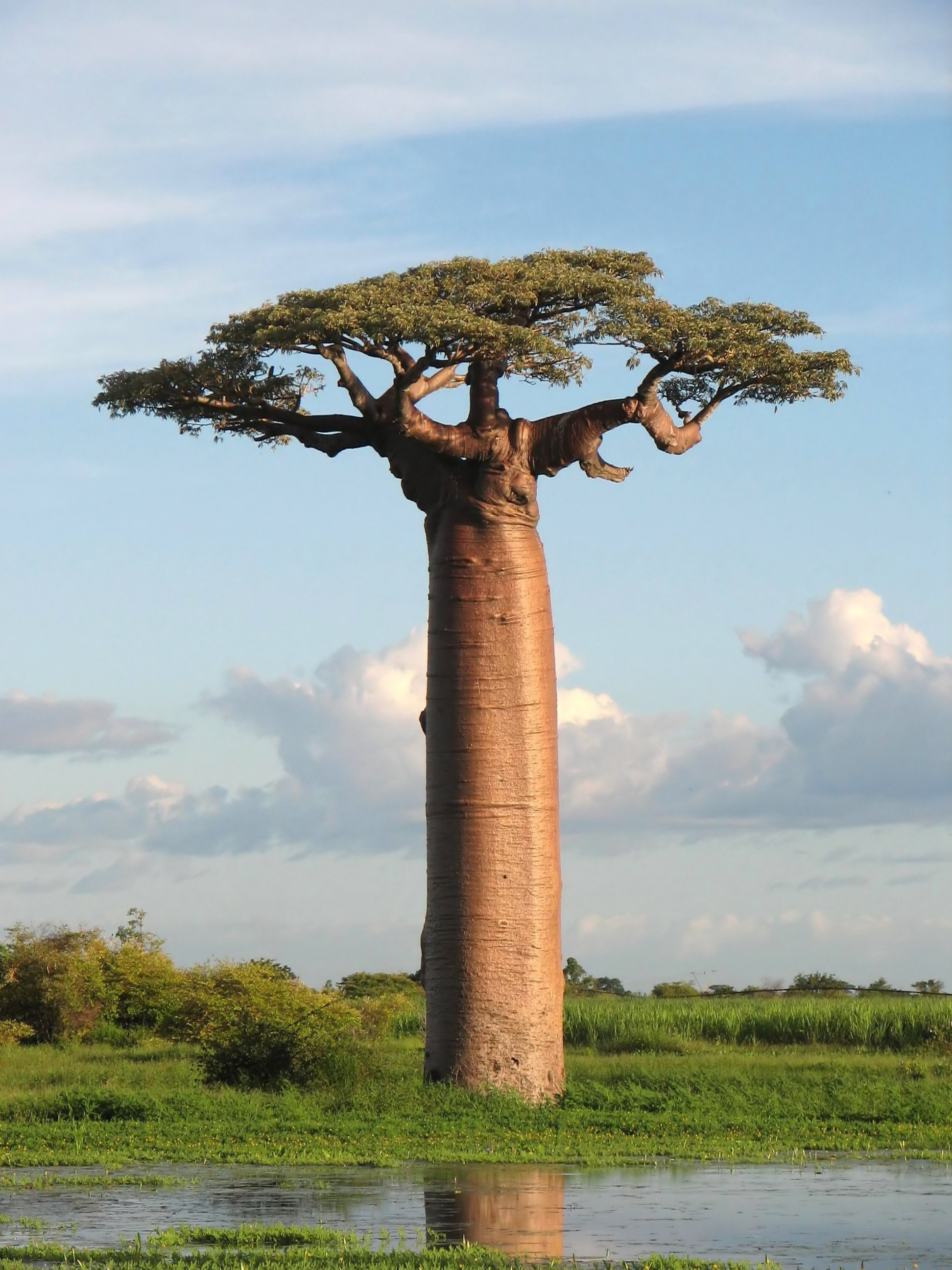 [식물 백과] 바오밥 (Baobab - Adansonia)