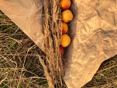 살구 효능 10가지 15