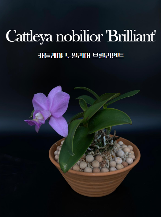 Cattleya nobilior brilliant 썸네일